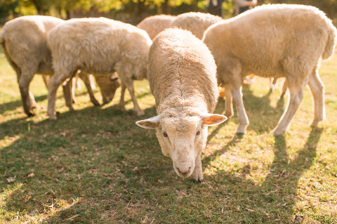 Fall is in full swing here in NJ, my first Fall Family session with Anna and Adam at their Farm House in Hackettstown NJ. Anna and Adam recently purchased their dream farm house on a 4 acres of land. This family of four now has chickens, ducks, birds, cats, a dog, sheep and plans to add many more to the list in the future. I had the honor of visiting Anna and Adam and their two beautiful children at their Farm the other day. I got much need vitamin D walking around the property, enjoying the foliage, running around with their kids and meeting all the farm animals. I sincerely enjoy photographing families now because there are no dull moments with kids, every moment is perfect! Fall family session at Anna and Adam’s Farm at Hackettstown NJ photographed by Karis from HeyKaris. 