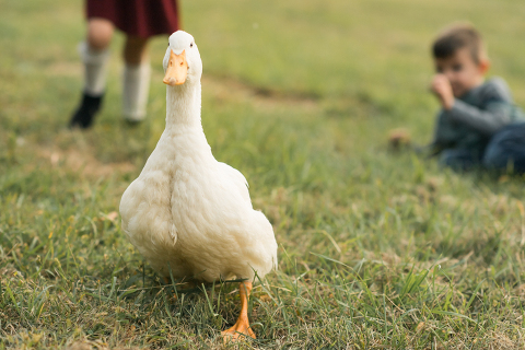 Fall is in full swing here in NJ, my first Fall Family session with Anna and Adam at their Farm House in Hackettstown NJ. Anna and Adam recently purchased their dream farm house on a 4 acres of land. This family of four now has chickens, ducks, birds, cats, a dog, sheep and plans to add many more to the list in the future. I had the honor of visiting Anna and Adam and their two beautiful children at their Farm the other day. I got much need vitamin D walking around the property, enjoying the foliage, running around with their kids and meeting all the farm animals. I sincerely enjoy photographing families now because there are no dull moments with kids, every moment is perfect! Fall family session at Anna and Adam’s Farm at Hackettstown NJ photographed by Karis from HeyKaris. 