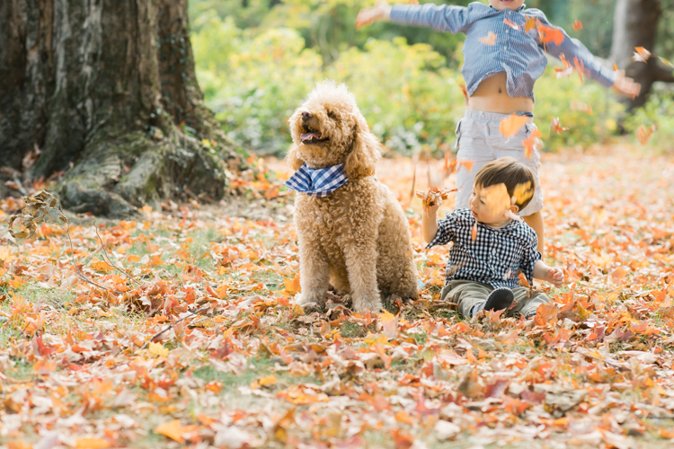 Most perfect, magical time of the year truly is Fall. Everything suddenly became golden, lovely, beautiful and good. Every sunrise and sunset is so great. We enjoyed full Fall weather with Jackie and Rob during their Fall family session at NJ Botanical Garden. Jackie and I went to Leonia High school together and it’s been over twenty years since we last met, nothing seemed different except now with our own kids and a husband. It was so great seeing old friend and her family, their shared smiles, love. A family’s chemistry is so warm, love so big and true. I sincerely love photographing family photos, I am so glad I am the person to capture this memory for them. Photograph is like freezing time, motion in print, movie turned into a book. Fall family session at NJ Botanical Garden with Jackie and Rob captured by Karis from Hey Karis.