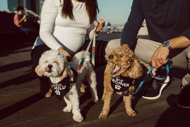 Very hot & sunny afternoon in November I met with Sam and Nick for the maternity session. This expecting parents brought their two fur babies out with them in the hopes of getting some photos of just four before the baby comes next months. Their puppies Cats and Cabo are shih-poos (shih Tzu and Toy Poodle mix) and are too adorable. With Case, Cabo walking along their parents sides we walked along the waterfront of Hoboken NJ. Sam was literally glowing like a porcelain doll and Nick looked so excited and a bit nervous for boy’s arrival. Sam and Nick’s maternity/family session in Hoboken NJ photographed by Karis from Hey Karis. Photograph is like freezing time, motion in print, movie turned into a book. Now booking 2021 and 2022 weddings.