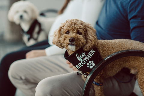 Very hot & sunny afternoon in November I met with Sam and Nick for the maternity session. This expecting parents brought their two fur babies out with them in the hopes of getting some photos of just four before the baby comes next months. Their puppies Cats and Cabo are shih-poos (shih Tzu and Toy Poodle mix) and are too adorable. With Case, Cabo walking along their parents sides we walked along the waterfront of Hoboken NJ. Sam was literally glowing like a porcelain doll and Nick looked so excited and a bit nervous for boy’s arrival. Sam and Nick’s maternity/family session in Hoboken NJ photographed by Karis from Hey Karis. Photograph is like freezing time, motion in print, movie turned into a book. Now booking 2021 and 2022 weddings.