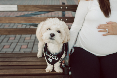 Very hot & sunny afternoon in November I met with Sam and Nick for the maternity session. This expecting parents brought their two fur babies out with them in the hopes of getting some photos of just four before the baby comes next months. Their puppies Cats and Cabo are shih-poos (shih Tzu and Toy Poodle mix) and are too adorable. With Case, Cabo walking along their parents sides we walked along the waterfront of Hoboken NJ. Sam was literally glowing like a porcelain doll and Nick looked so excited and a bit nervous for boy’s arrival. Sam and Nick’s maternity/family session in Hoboken NJ photographed by Karis from Hey Karis. Photograph is like freezing time, motion in print, movie turned into a book. Now booking 2021 and 2022 weddings.
