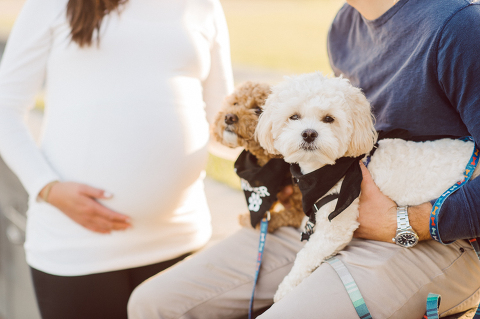 Very hot & sunny afternoon in November I met with Sam and Nick for the maternity session. This expecting parents brought their two fur babies out with them in the hopes of getting some photos of just four before the baby comes next months. Their puppies Cats and Cabo are shih-poos (shih Tzu and Toy Poodle mix) and are too adorable. With Case, Cabo walking along their parents sides we walked along the waterfront of Hoboken NJ. Sam was literally glowing like a porcelain doll and Nick looked so excited and a bit nervous for boy’s arrival. Sam and Nick’s maternity/family session in Hoboken NJ photographed by Karis from Hey Karis. Photograph is like freezing time, motion in print, movie turned into a book. Now booking 2021 and 2022 weddings.