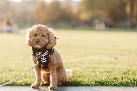 Very hot & sunny afternoon in November I met with Sam and Nick for the maternity session. This expecting parents brought their two fur babies out with them in the hopes of getting some photos of just four before the baby comes next months. Their puppies Cats and Cabo are shih-poos (shih Tzu and Toy Poodle mix) and are too adorable. With Case, Cabo walking along their parents sides we walked along the waterfront of Hoboken NJ. Sam was literally glowing like a porcelain doll and Nick looked so excited and a bit nervous for boy’s arrival. Sam and Nick’s maternity/family session in Hoboken NJ photographed by Karis from Hey Karis. Photograph is like freezing time, motion in print, movie turned into a book. Now booking 2021 and 2022 weddings.