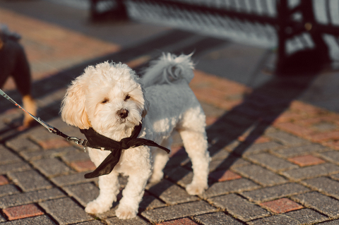 Very hot & sunny afternoon in November I met with Sam and Nick for the maternity session. This expecting parents brought their two fur babies out with them in the hopes of getting some photos of just four before the baby comes next months. Their puppies Cats and Cabo are shih-poos (shih Tzu and Toy Poodle mix) and are too adorable. With Case, Cabo walking along their parents sides we walked along the waterfront of Hoboken NJ. Sam was literally glowing like a porcelain doll and Nick looked so excited and a bit nervous for boy’s arrival. Sam and Nick’s maternity/family session in Hoboken NJ photographed by Karis from Hey Karis. Photograph is like freezing time, motion in print, movie turned into a book. Now booking 2021 and 2022 weddings.