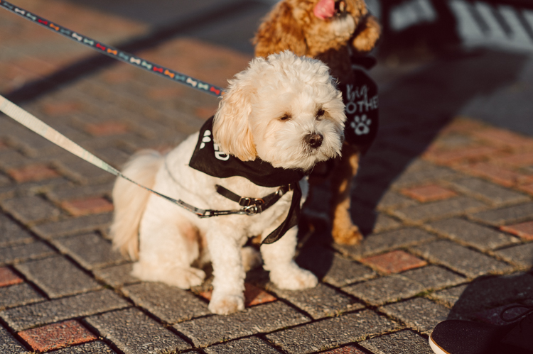 Very hot & sunny afternoon in November I met with Sam and Nick for the maternity session. This expecting parents brought their two fur babies out with them in the hopes of getting some photos of just four before the baby comes next months. Their puppies Cats and Cabo are shih-poos (shih Tzu and Toy Poodle mix) and are too adorable. With Case, Cabo walking along their parents sides we walked along the waterfront of Hoboken NJ. Sam was literally glowing like a porcelain doll and Nick looked so excited and a bit nervous for boy’s arrival. Sam and Nick’s maternity/family session in Hoboken NJ photographed by Karis from Hey Karis. Photograph is like freezing time, motion in print, movie turned into a book. Now booking 2021 and 2022 weddings.