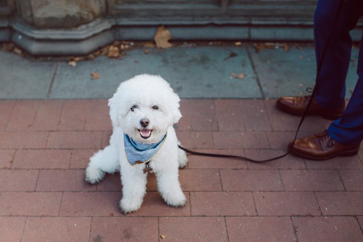 Monica and Will had a very simple intimate elopement planned at Central Park, NY then little reception with friends and parents are Instagram famous "Prince Tea House". Monica and Will's first look took place by Bethesda Fountain along with their beloved pup Appa (white fluffy Bichon Frise) We walked around Bethesda Fountain/Arcade getting some wedding portraits for Monica, Will and Appa then we walked towards Cop-Cot Central Park for Monica and Will's super intimate wedding ceremony officiated by his brother and joined by their parents, siblings and one friend. This super mini wedding ceremony was straight to the point and quick! At Prince Tea House about 20-30 friends of Monica and Will joined to celebrate the newly weds over some tea, biscuits and sandwiches. Monica and Will's Cop-Cot Central Park elopement, Prince Tea House wedding reception photographed by NYC elopement, Hudson Valley, Catskills, NY and NJ Farm, Adventure Wedding and Elopement Photographer Karis | Hey Karis