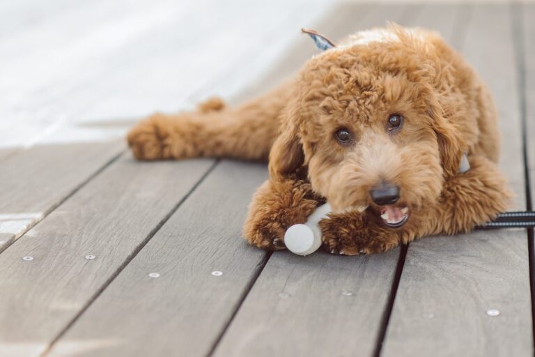 The fun I had meeting Wilson, Melanie and Calvin's Golden Doodle pup I had the pleasure of meeting for their engagement session at Gantry Plaza State Park LIC. Melanie and Calvin lives right by the Gantry Plaza State Park so naturally we chose to meet here for their engagement session, plus we had to make it easy for their fur baby Wilson to join. Wilson of course stole all my attention for the first half of the engagement session then Wilson was walked by Melanie and Calvin's friend while we wandered off the explore other parts of Gantry Plaza State Park. Melanie and Calvin's Fall engagement session at Gantry Plaza State Park LIC joined by their golden doodle Wilson photographed by Hudson Valley, Catskills, NYC and NJ, Fun Weddings and Intimate Elopements Photographer | Hey Karis.