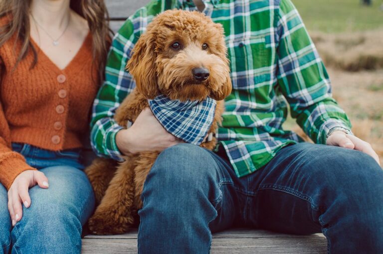 The fun I had meeting Wilson, Melanie and Calvin's Golden Doodle pup I had the pleasure of meeting for their engagement session at Gantry Plaza State Park LIC. Melanie and Calvin lives right by the Gantry Plaza State Park so naturally we chose to meet here for their engagement session, plus we had to make it easy for their fur baby Wilson to join. Wilson of course stole all my attention for the first half of the engagement session then Wilson was walked by Melanie and Calvin's friend while we wandered off the explore other parts of Gantry Plaza State Park. Melanie and Calvin's Fall engagement session at Gantry Plaza State Park LIC joined by their golden doodle Wilson photographed by Hudson Valley, Catskills, NYC and NJ, Fun Weddings and Intimate Elopements Photographer | Hey Karis.