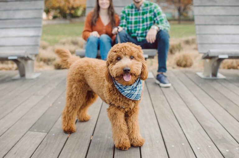 The fun I had meeting Wilson, Melanie and Calvin's Golden Doodle pup I had the pleasure of meeting for their engagement session at Gantry Plaza State Park LIC. Melanie and Calvin lives right by the Gantry Plaza State Park so naturally we chose to meet here for their engagement session, plus we had to make it easy for their fur baby Wilson to join. Wilson of course stole all my attention for the first half of the engagement session then Wilson was walked by Melanie and Calvin's friend while we wandered off the explore other parts of Gantry Plaza State Park. Melanie and Calvin's Fall engagement session at Gantry Plaza State Park LIC joined by their golden doodle Wilson  photographed by Hudson Valley, Catskills, NYC and NJ, Fun Weddings and Intimate Elopements Photographer | Hey Karis.