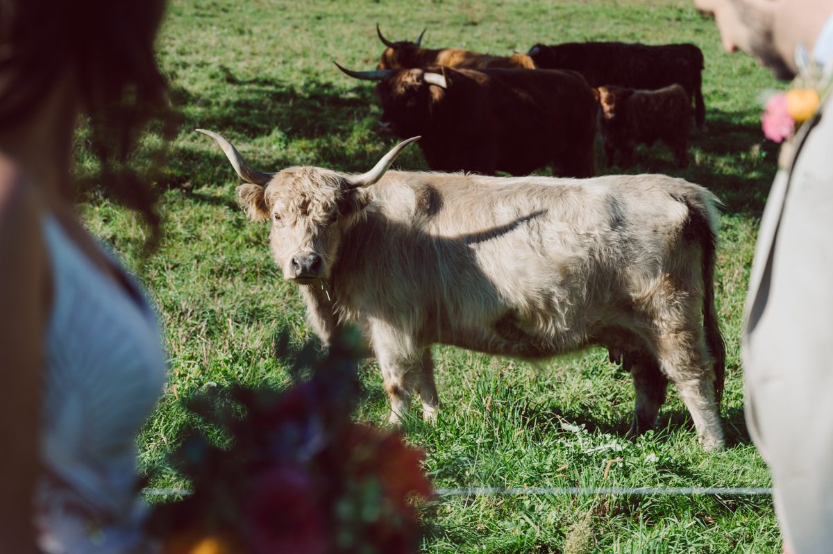 Talking about climate change (global warming) we've been having weirdly warm almost hot Fall. So we were hoping so another warm day for Becca and Dan's wedding on October 8, 2022 but unfortunately non of us were that lucky and it was pretty chilly. Especially at The Farm at Glenwood Mountain NJ which is pretty Northern NJ it felt or was colder, windier and just chillier. Thankfully I brought the right jacket for the chilly wind on the top of Glenwood Mountain but OMG I felt so bad for my bride Becca only wearing her lace wedding dress standing outside on top of Glenwood Mountain during the wedding ceremony. But before I talk about the wedding ceremony let's start from Becca and Dan's wedding prep which took place onsite at The Farm at Glenwood Mountain in Sussex NJ. Becca got ready cozy in the bridal suit when Dan just got ready by the Barn at The Farm at Glenwood Mountain and we went straight into Becca and Dan's first look next to the Highland Cows! Cutest fluffy Highland Cows were all out by the field and chilled while we took some wedding portraits of Becca and Dan. One of the many reasons "I LOVE" this wedding venue "The Farm at Glenwood Mountain" is because of these adorable Fluffy Cows called Highland Cows! I can stare at the all day long and take photo of them all day long. After Becca and Dan's first look, wedding portraits and family photos were done I walked up to the hill to Becca and Dan's outdoor ceremony area on top of the hill at The Farm at Glenwood Mountain and along the way I saw more cute baby Highland Cows to photograph and stare and wave hello. Watched guests arrive in a Yellow School bus in any rustic Farm wedding style and was them walk up the hill. Following the path, the fence with The Barn at their backdrop. Sun was out, it was clear gorgeous day but bit chilly and definitely way windy on top of the hill. My groom Dan came up along with their dog Dash (Dasher), then finally Becca arrived with her parents along side her. Ceremony started quickly knowing that guests and bride probably are freezing, Wind kept moving the cloud in and out making me change my exposure non stop. Wind blew hard, moving Becca's hair all over the place. But non the less it was sincere and beautiful wedding ceremony surrounded by nature, trees and Highland Cows Becca and Dan said their wedding vows followed by I do's. Sealing the wedding ceremony with a kiss Becca and Dan walked down the aisle quickly as possible to bundle Becca in to something warm. Amazing food, spread and hors d'oeuvres were passed out and when the sun was setting everyone made their way in to the barn for warmth and to seated for Becca and Dan's wedding reception. Gorgeous structured barn at The Farm at Glenwood Mountain is definitely not your typical too rustic and broken down barn, the barn here is new, clean, architectural and gorgeous! The owner Chef Steve even makes everyone take off their shoes if we need to enter the barn before the reception. Just like that Becca and Dan danced and partied their way into the night and it was already time for their barn fire and s'mores time outside. Becca and Dan's The Farm at Glenwood Mountain Sussex NJ wedding captured by Karis from Hey Karis New York, Brooklyn, Hudson Valley and Catskills Wedding Photographer and NYC Elopement Photographer.

