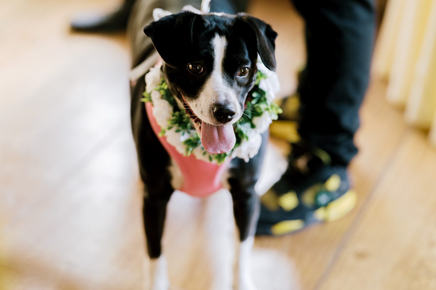 Kelsey and Liron Winter Wedding at Arrow Park, NY
My first wedding at Arrow Park was back in June 2022 when I had the pleasure of photographing Jackie and Aron’s wedding. From that moment, other wedding inquiries and opportunities arose, allowing me to capture the love stories of more wonderful couples at Arrow Park. That’s how I met Kelsey. Kelsey is the sales manager at Arrow Park, and since then, she has been a fan of my work. When it came time to plan her own wedding, I was delighted and honored that she chose me to document her beautiful celebration at Arrow Park.
Kelsey was well-prepared for the chilly weather, as she was getting married in December, so the wedding took place inside the mansion. When I arrived, Kelsey was finishing up her hair and makeup, just about ready to put on her dress. Families started to arrive, filling the space with warm greetings and laughter—one of my favorite scenes to witness on a wedding morning. Kelsey stepped into her dress, slipped on her gloves, and completed her final wedding preparations. She sparkled even more than the diamond on her finger as she walked over to see her groom.
As Kelsey walked down the aisle escorted by her father, emotions filled the room. Tears welled up in the eyes of their family and friends while Liron stood at the altar, watching her with a big smile. With their loved ones witnessing, Kelsey and Liron exchanged vows and sealed their marriage with a kiss.
Cocktail hour began with delicious hors d'oeuvres and drinks in hand, as guests excitedly welcomed the newlyweds into the room. Midway through the reception, Albanian dancers performed a traditional folk dance, bringing everyone to the dance floor as one big family. The night was filled with joy, laughter, and celebration. As all fun times do, the evening eventually came to an end, and we sent off Kelsey and Liron with a magical sparkler exit.
Winter Wedding Tips for Arrow Park, NY:
1. Embrace the Indoor Spaces: Arrow Park’s mansion provides an elegant and cozy setting for a winter wedding. The warm fireplaces and historic charm create a romantic atmosphere perfect for a chilly December day.
2. Prepare for the Cold: If you’re planning a winter wedding, consider stylish layers like faux fur wraps, long-sleeved dresses, or elegant gloves to stay warm while looking stunning.
3. Plan for Early Sunset: Winter days are shorter, so plan your timeline accordingly to make the most of natural light for photos. Consider a first look to capture beautiful portraits before it gets dark.
4. Add Seasonal Touches: Enhance the winter wedding ambiance with seasonal decor, such as candles, string lights, evergreen arrangements, and warm color palettes to complement the cozy indoor setting.
5. Offer Warm Beverages: Keep guests comfortable by serving hot cocoa, mulled wine, or warm cider during cocktail hour to add a festive and welcoming touch.
Kelsey and Liron’s wedding was a perfect example of how a winter celebration at Arrow Park can be both intimate and breathtaking. I was honored to capture their special day and look forward to photographing more magical winter weddings in this beautiful venue.
Kelsey and Liron's Arrow Park NY Wedding documented by Karis from Hey Karis New York, Brooklyn, Hudson Valley NY and Catskills NY and NJ Wedding and NYC Elopement Photographer.
